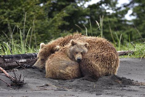 Absolutely Adorable Pictures Of Mommy And Baby Bears 56 Pics