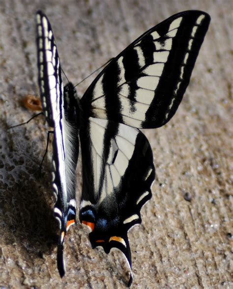 Pale Swallowtail Pale Tiger Swallowtail Papilio Eurymedon Flickr