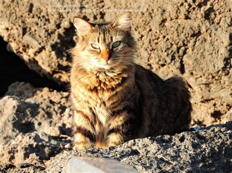 Lanzarote Cats The Friendly Ferals Of Playa Chica And The Harbour Puerto