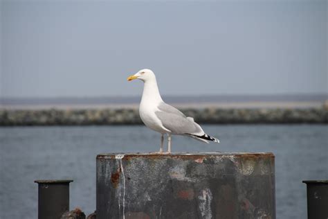 Free Images Sea Bird Seabird Seagull Wildlife Portrait Beak