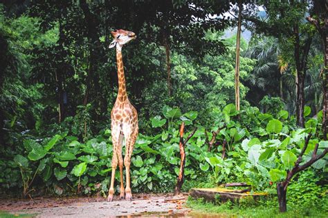 Jungle Animals Pictures Download Free Images On Unsplash