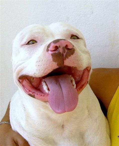 The Pitbull Smile Cute Animals Dog Friends Dog Lovers