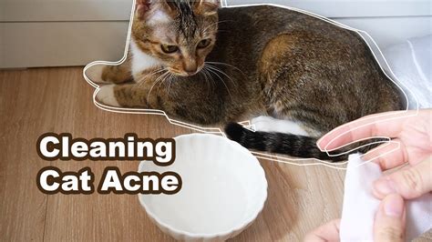 Cleaning Cat Acne Youtube