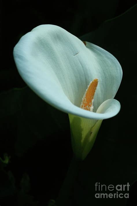Calla Lily Photograph By Christiane Schulze Art And Photography Fine Art America
