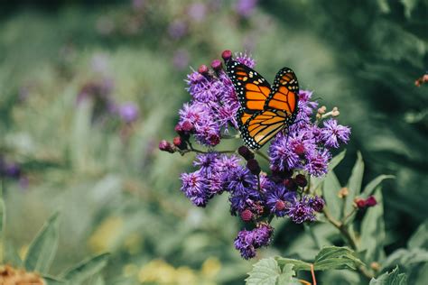 Découvrez Le Papillon Monarque Et Lasclépiade Sa Fleur Favorite