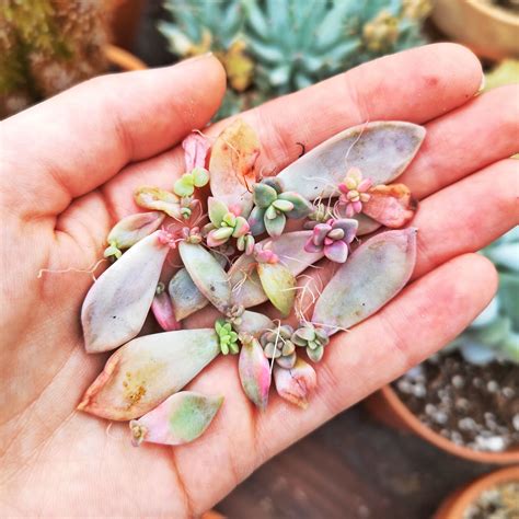 How To Propagate Succulents Successfully In Winter Or All Year Round Propagating Succulents