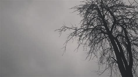 Free Images Tree Nature Branch Winter Cloud Black And White Sky