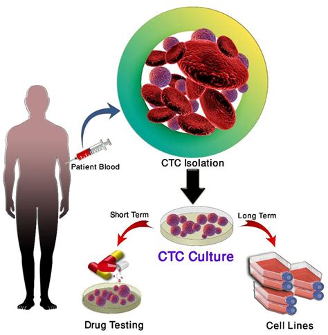 Culture Of Circulating Tumor Cells Download Scientific Diagram