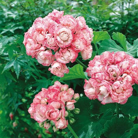 Pelargoniums are popular plants often seen in bedding schemes or in summer hanging baskets. Pelargonium Apple Blossom 5 plants | Woolmans