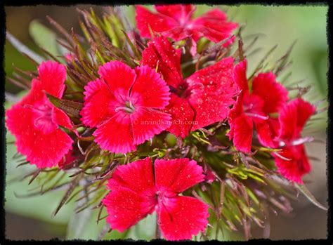 Set Of Natural Beautiful Red Flowers