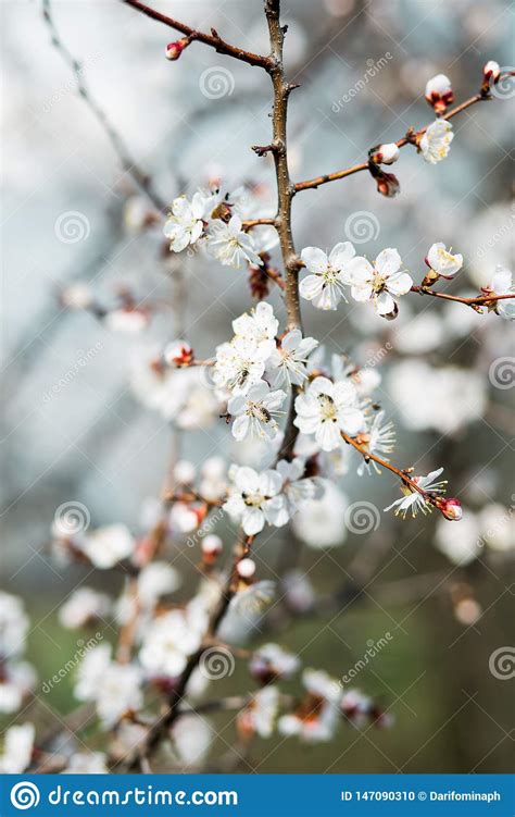 Order flowering trees from the arbor day foundation nursery. Beautiful Flowering Apricot Tree In Spring Time Stock ...