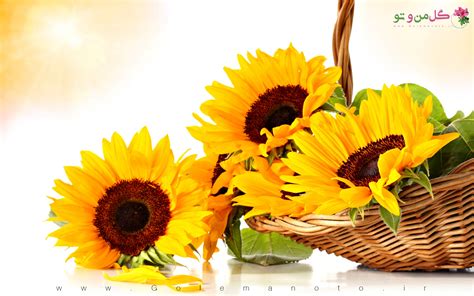 Sunflowers with background of red sunset sky hd flowers. معرفی آفتاب گردان زینتی | گل من و تو