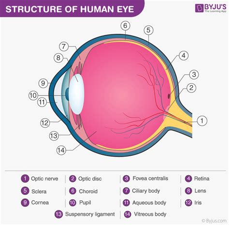 Human Eye Definition Structure Function Parts Diagram