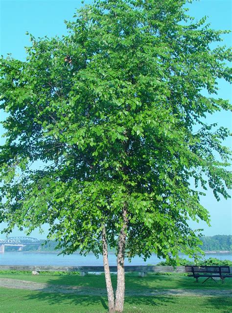 Dura Heat River Birch Tree Heretab