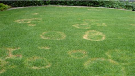 Turf Diseases Usu