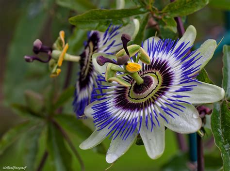 Passiflora Passiflora Caerulea Blue Passion Flower Commo Flickr