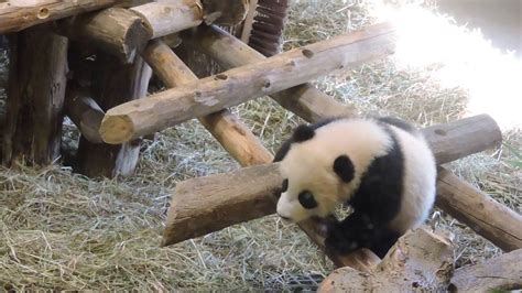 Adorable Baby Pandas Playing At Toronto Zoo Youtube