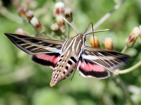 White Lined Sphinx Moth Hummingbird Moth Insects Moth