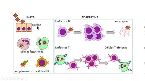 Componentes Da Imunidade Inata Ensino