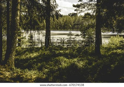 Calm Forest Lake Trees Hot Summer Stock Photo 670174138 Shutterstock