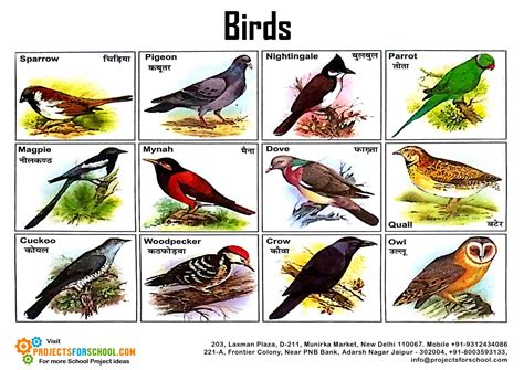 Kids Science Projects Birds Pictorial Free Download