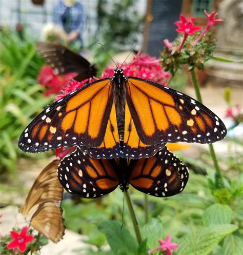 Thursday, December 7: Monarch Butterflies - Facts and Fate
