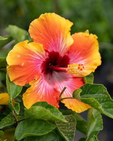 Tropical Hibiscus ‘fiesta Plantvine