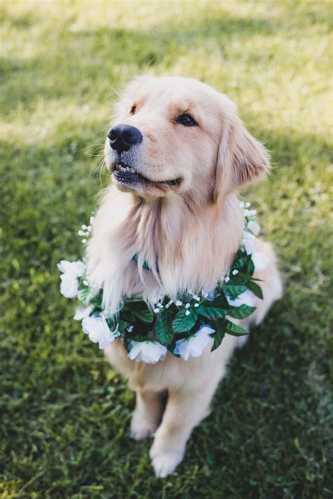 A Natural And Enchanting Vermont Wedding Every Last Detail Dog