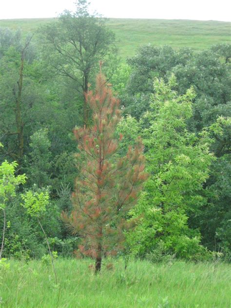 Pitlolly Pine And Hybrid Chestnut Kleckner Oasis