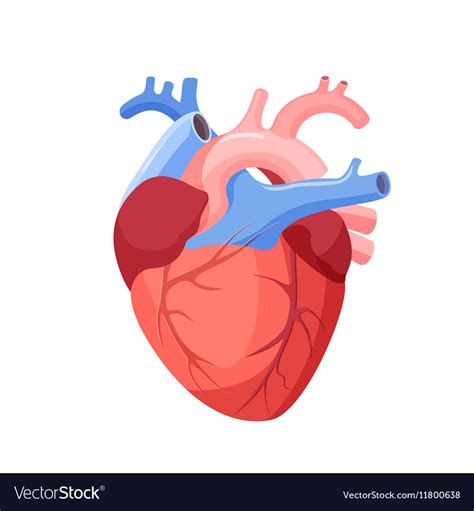 Anatomical Heart Isolated Muscular Organ In Human Vector Image