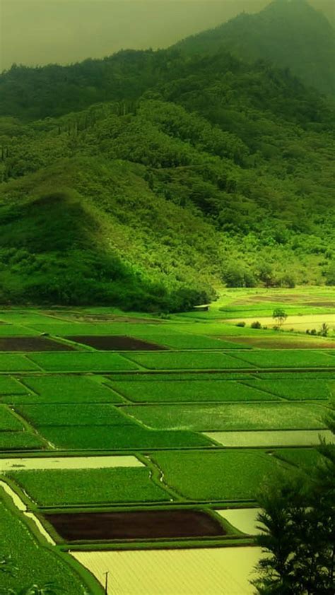 Nature Hd For Android Wallpapers Wallpaper Cave