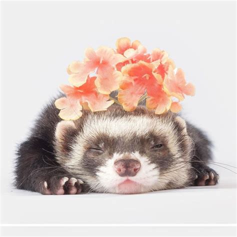 Ferrets And Spring Time