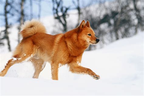 A Finnish Spitz Complete Care Guide And Features 2020