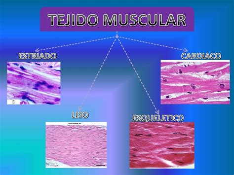 Sistema M Sculo Esquel Tico Histolog A De Los Tejidos Muscular Seo Y Cartilaginoso