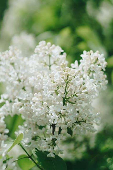 Small White Spring Flowers On A Background Of Green Foliage Stock Image