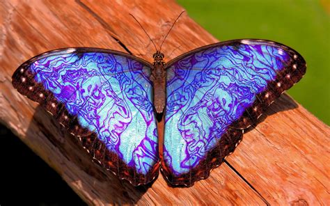 4556493 Blue Katana Butterfly Rare Gallery Hd Wallpapers