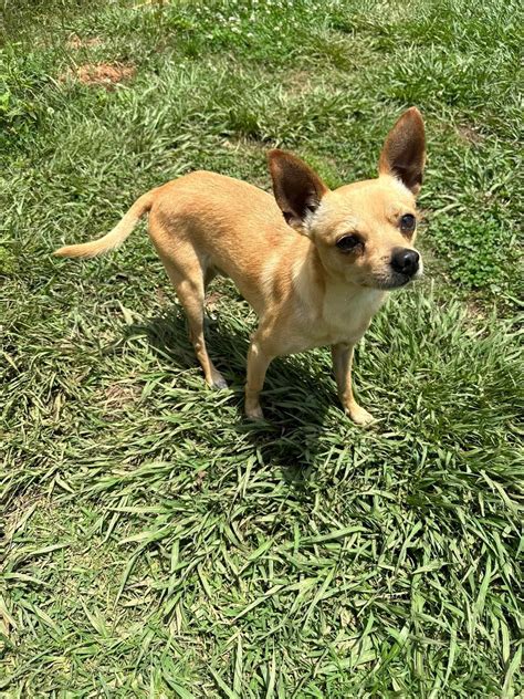 Dog for Adoption - Coco Puff, a Chihuahua in Harrison County, MS