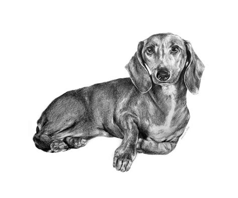 Sherlock The Dachshund Drawing By Kinga Baransky Fine Art America