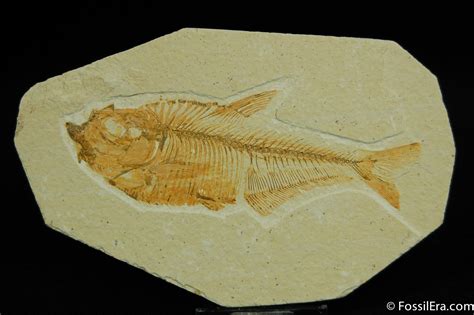 4 Inch Diplomystus Fossil Fish From Wyoming 49 For Sale