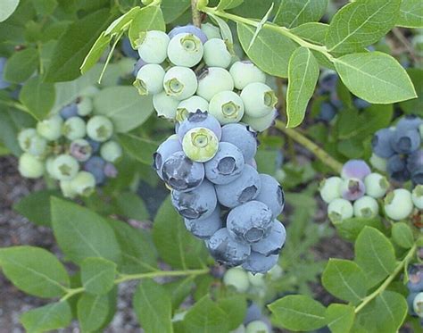 Biloxi Blueberry Highbushvaccinium Spp 1 Tc Plantplug 4 6 In