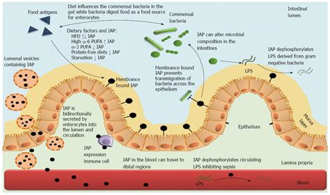 Interplay Between Intestinal Alkaline Phosphatase Diet Gut Microbes