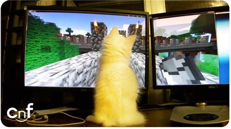 Adorable Kitten Plays Minecraft Youtube