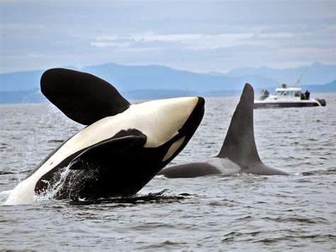 Killer Whales Northern Orcas Devour Salmon Southern Orcas Go Hungry