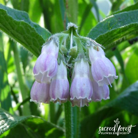 We did not find results for: Comfrey Flower Essence — Grandparents of the Forest