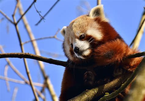 Royalty Free Photo Red Panda On Tree During Daytime Close Up Photo