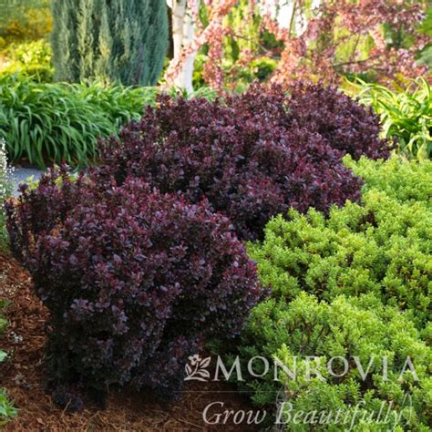 Barberry Berberis Bates Nursery And Garden Center Nashville Tn