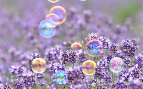 View Mood Bubbles Flowers Field Hd Wallpaper Spring Desktop Wallpaper