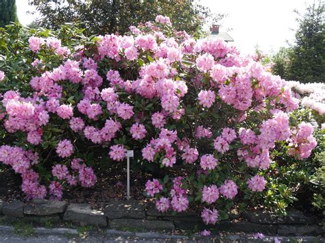 Zielono Zakręceni Różanecznik Rhododendron Lavender Princess 24