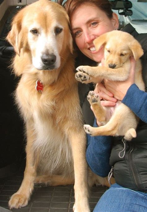 We sell golden retriever puppies and also chocolate, black, & yellow labrador puppies for hunting, competitive or just having a best friend. Golden Retrievers and Yellow Labradors | Lab mix puppies ...