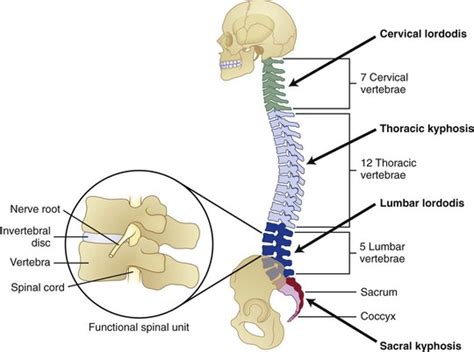 Biomechanics Of The Spinal Motion Segment Musculoskeletal Key